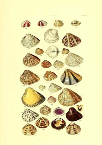 Reproducción/Reproduction 49491928661: Thesaurus conchyliorum, or, Monographs of genera of shells. London :Sowerby ...,1847-1887.. 