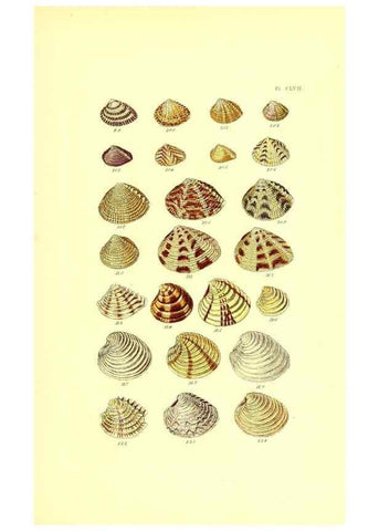 Reproducción/Reproduction 49491928891: Thesaurus conchyliorum, or, Monographs of genera of shells. London :Sowerby ...,1847-1887.. 