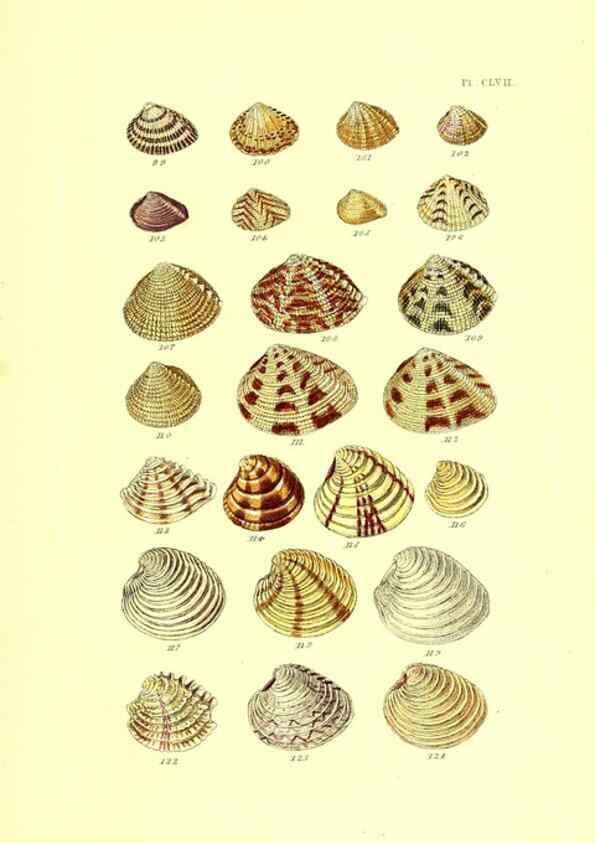 Reproducción/Reproduction 49491928891: Thesaurus conchyliorum, or, Monographs of genera of shells. London :Sowerby ...,1847-1887.. 