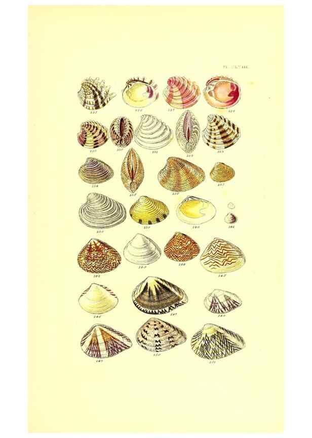 Reproducción/Reproduction 49492138817: Thesaurus conchyliorum, or, Monographs of genera of shells. London :Sowerby ...,1847-1887.. 