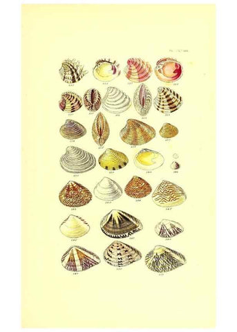Reproducción/Reproduction 49492138817: Thesaurus conchyliorum, or, Monographs of genera of shells. London :Sowerby ...,1847-1887.. 