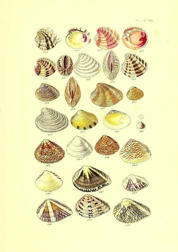 Reproducción/Reproduction 49492138817: Thesaurus conchyliorum, or, Monographs of genera of shells. London :Sowerby ...,1847-1887.. 