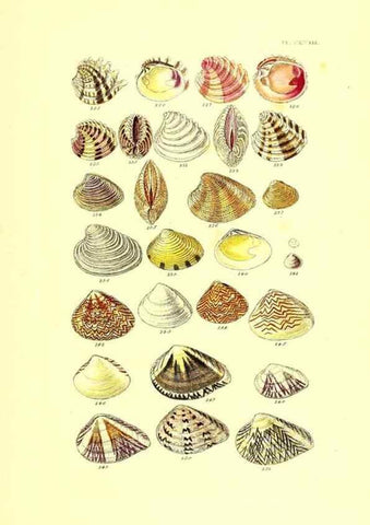 Reproducción/Reproduction 49492138817: Thesaurus conchyliorum, or, Monographs of genera of shells. London :Sowerby ...,1847-1887.. 