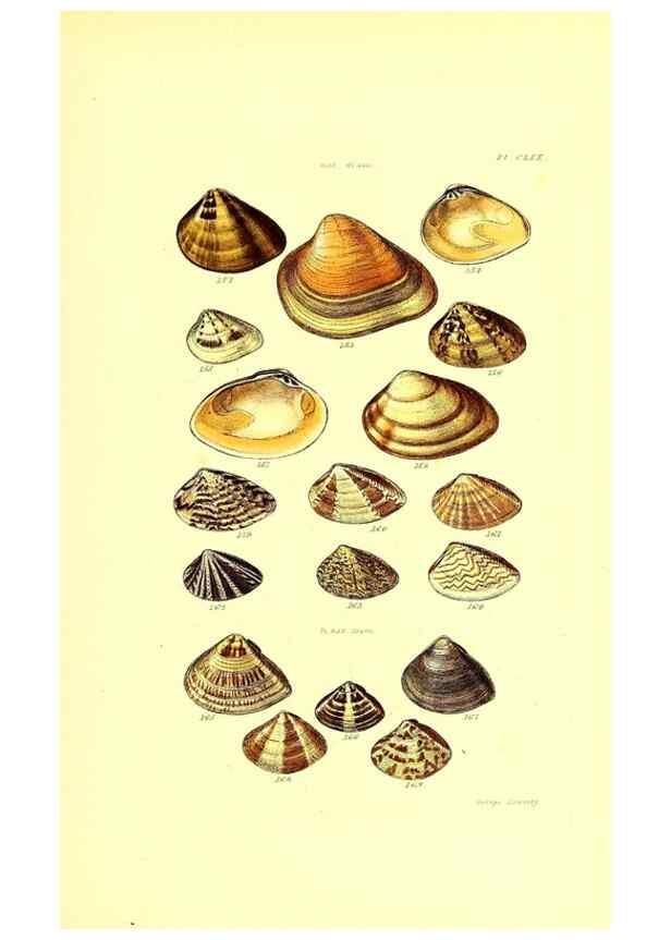 Reproducción/Reproduction 49491929351: Thesaurus conchyliorum, or, Monographs of genera of shells. London :Sowerby ...,1847-1887.. 