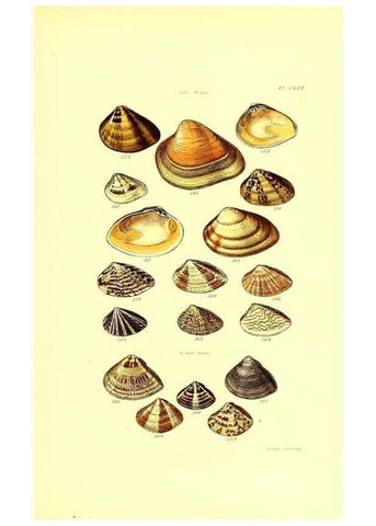 Reproducción/Reproduction 49491929351: Thesaurus conchyliorum, or, Monographs of genera of shells. London :Sowerby ...,1847-1887.. 