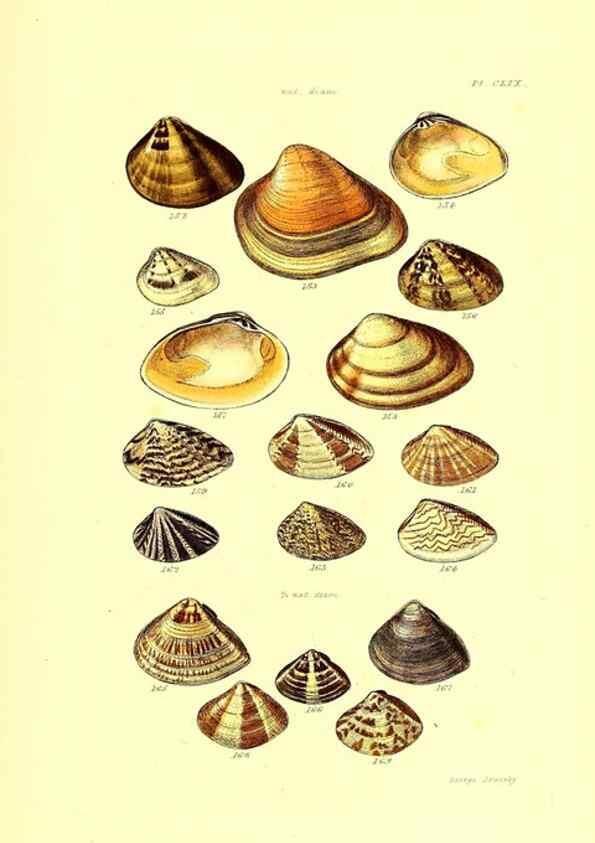 Reproducción/Reproduction 49491929351: Thesaurus conchyliorum, or, Monographs of genera of shells. London :Sowerby ...,1847-1887.. 