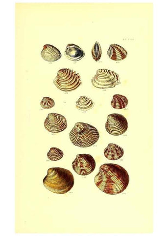 Reproducción/Reproduction 49491929501: Thesaurus conchyliorum, or, Monographs of genera of shells. London :Sowerby ...,1847-1887.. 