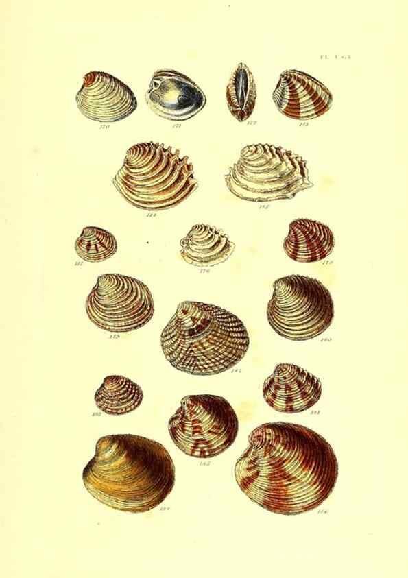Reproducción/Reproduction 49491929501: Thesaurus conchyliorum, or, Monographs of genera of shells. London :Sowerby ...,1847-1887.. 