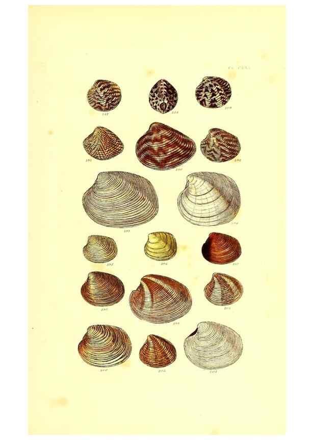 Reproducción/Reproduction 49491929796: Thesaurus conchyliorum, or, Monographs of genera of shells. London :Sowerby ...,1847-1887.. 