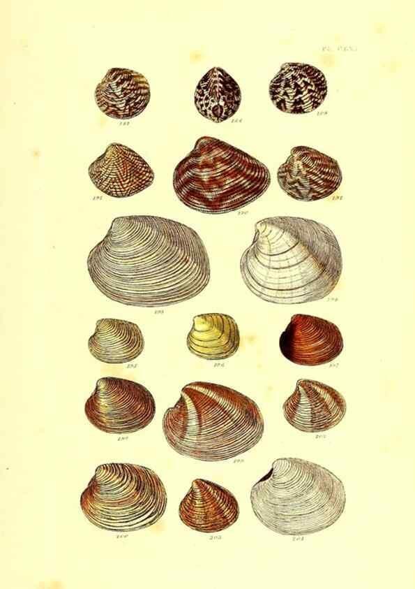 Reproducción/Reproduction 49491929796: Thesaurus conchyliorum, or, Monographs of genera of shells. London :Sowerby ...,1847-1887.. 