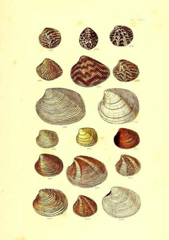 Reproducción/Reproduction 49491929796: Thesaurus conchyliorum, or, Monographs of genera of shells. London :Sowerby ...,1847-1887.. 