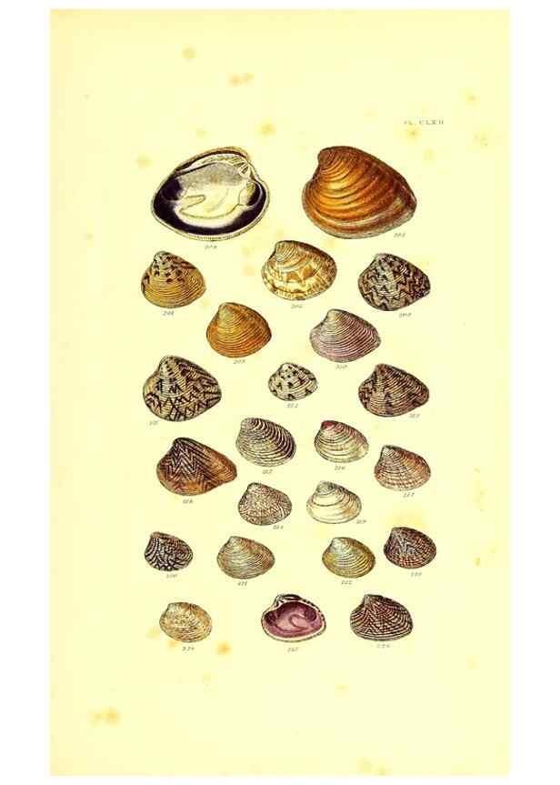 Reproducción/Reproduction 49491428788: Thesaurus conchyliorum, or, Monographs of genera of shells. London :Sowerby ...,1847-1887.. 