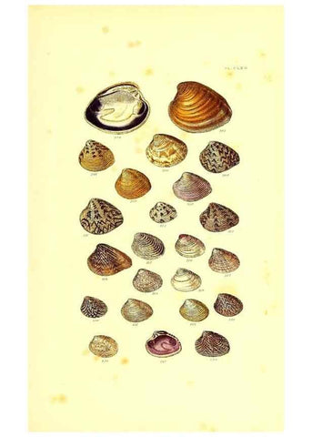 Reproducción/Reproduction 49491428788: Thesaurus conchyliorum, or, Monographs of genera of shells. London :Sowerby ...,1847-1887.. 