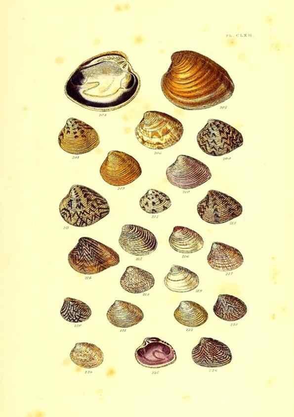 Reproducción/Reproduction 49491428788: Thesaurus conchyliorum, or, Monographs of genera of shells. London :Sowerby ...,1847-1887.. 