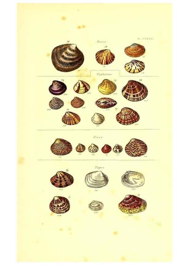 Reproducción/Reproduction 49492140022: Thesaurus conchyliorum, or, Monographs of genera of shells. London :Sowerby ...,1847-1887.. 