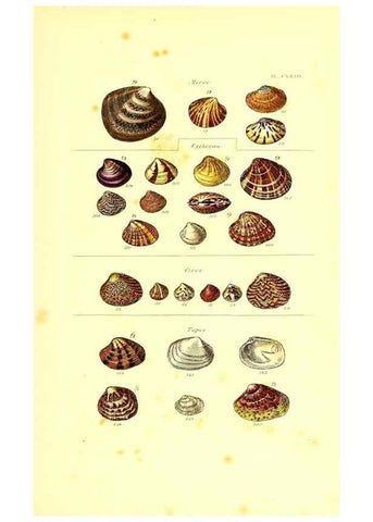 Reproducción/Reproduction 49492140022: Thesaurus conchyliorum, or, Monographs of genera of shells. London :Sowerby ...,1847-1887.. 