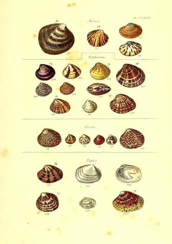 Reproducción/Reproduction 49492140022: Thesaurus conchyliorum, or, Monographs of genera of shells. London :Sowerby ...,1847-1887.. 