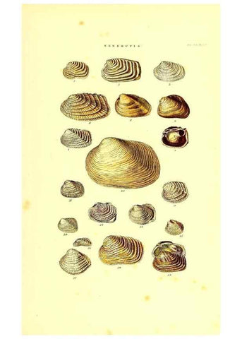Reproducción/Reproduction 49492140272: Thesaurus conchyliorum, or, Monographs of genera of shells. London :Sowerby ...,1847-1887.. 