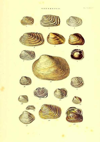 Reproducción/Reproduction 49492140272: Thesaurus conchyliorum, or, Monographs of genera of shells. London :Sowerby ...,1847-1887.. 