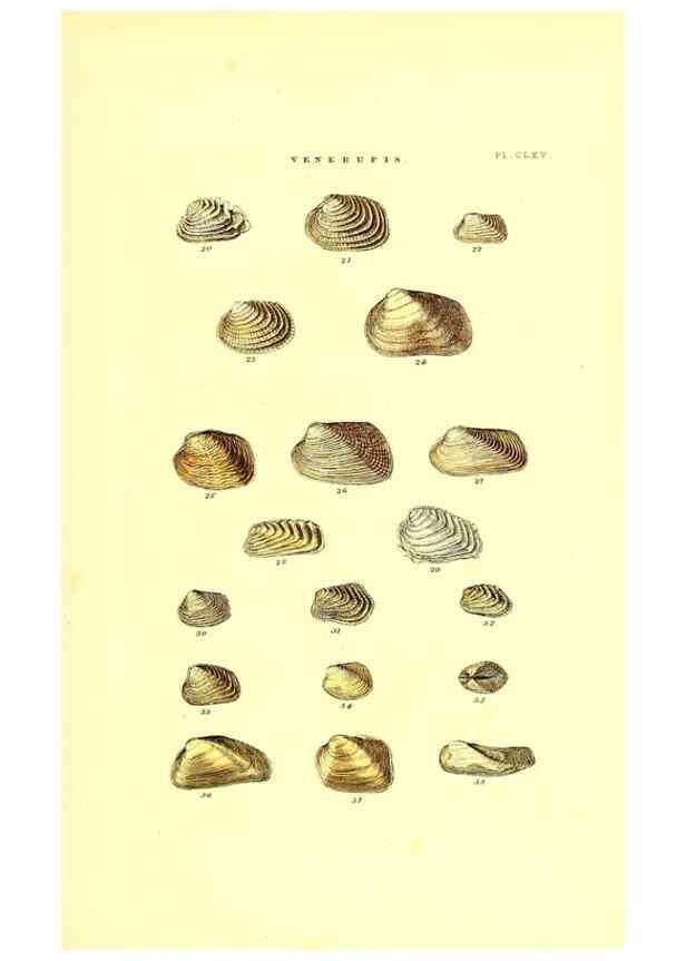 Reproducción/Reproduction 49492140537: Thesaurus conchyliorum, or, Monographs of genera of shells. London :Sowerby ...,1847-1887.. 