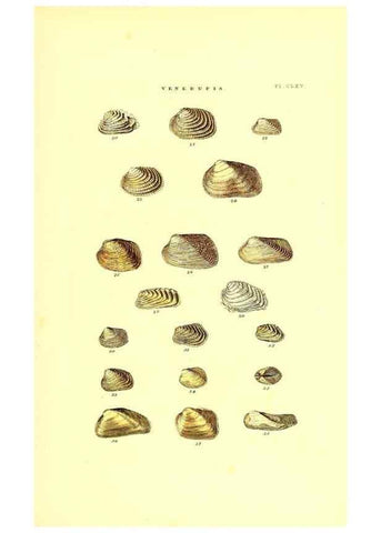 Reproducción/Reproduction 49492140537: Thesaurus conchyliorum, or, Monographs of genera of shells. London :Sowerby ...,1847-1887.. 