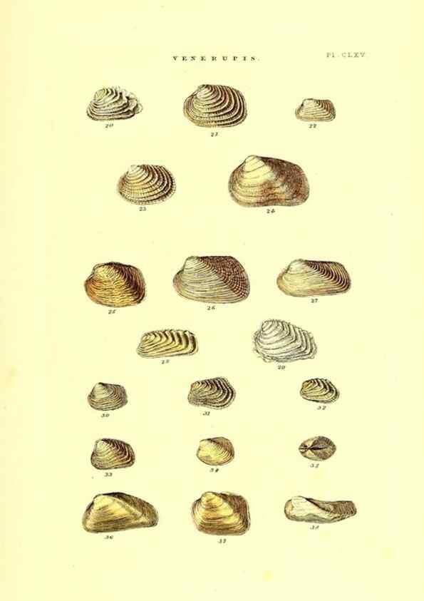 Reproducción/Reproduction 49492140537: Thesaurus conchyliorum, or, Monographs of genera of shells. London :Sowerby ...,1847-1887.. 