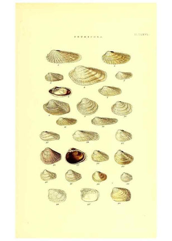 Reproducción/Reproduction 49491429963: Thesaurus conchyliorum, or, Monographs of genera of shells. London :Sowerby ...,1847-1887.. 