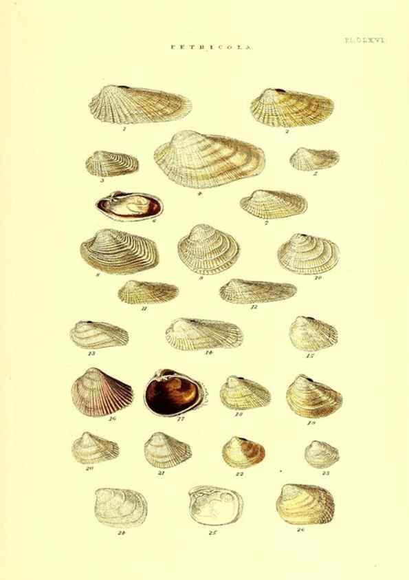 Reproducción/Reproduction 49491429963: Thesaurus conchyliorum, or, Monographs of genera of shells. London :Sowerby ...,1847-1887.. 