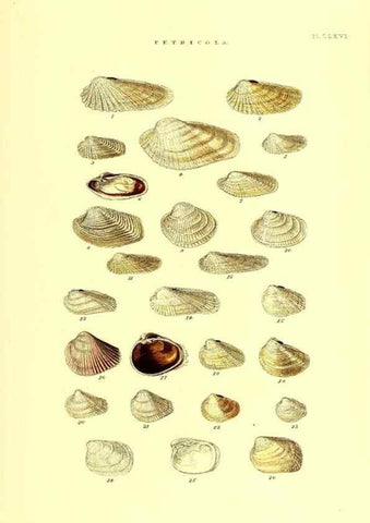 Reproducción/Reproduction 49491429963: Thesaurus conchyliorum, or, Monographs of genera of shells. London :Sowerby ...,1847-1887.. 