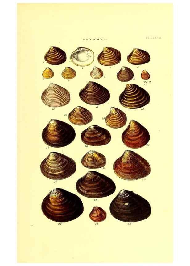 Reproducción/Reproduction 49492141017: Thesaurus conchyliorum, or, Monographs of genera of shells. London :Sowerby ...,1847-1887.. 