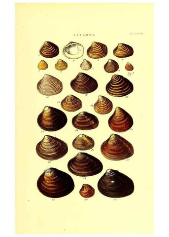 Reproducción/Reproduction 49492141017: Thesaurus conchyliorum, or, Monographs of genera of shells. London :Sowerby ...,1847-1887.. 