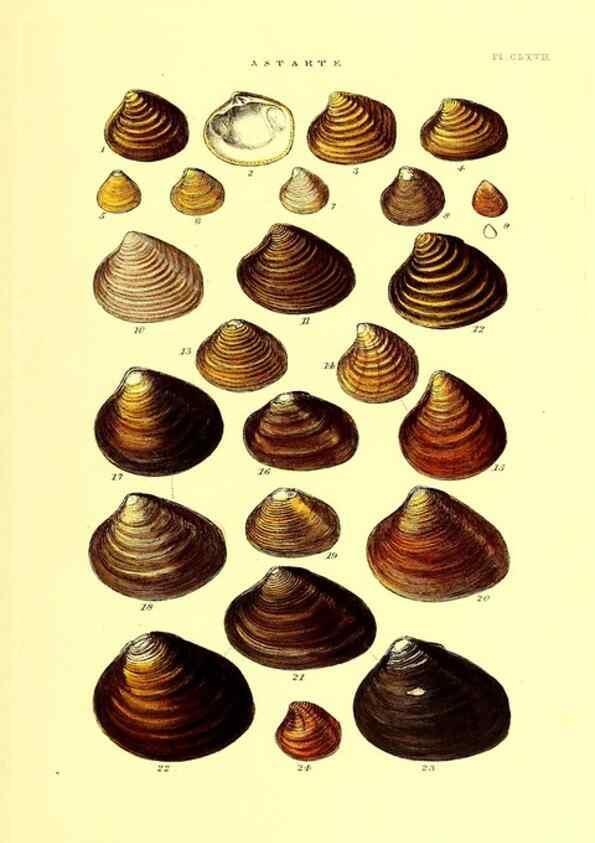 Reproducción/Reproduction 49492141017: Thesaurus conchyliorum, or, Monographs of genera of shells. London :Sowerby ...,1847-1887.. 