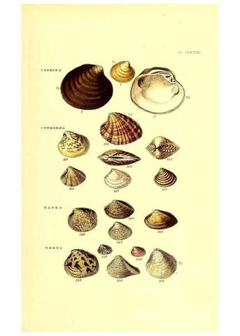 Reproducción/Reproduction 49492141257: Thesaurus conchyliorum, or, Monographs of genera of shells. London :Sowerby ...,1847-1887.. 