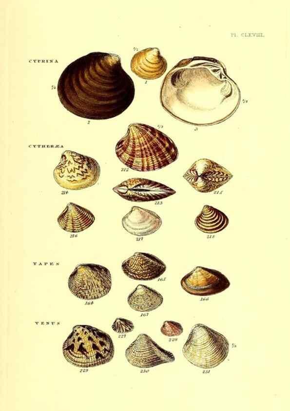 Reproducción/Reproduction 49492141257: Thesaurus conchyliorum, or, Monographs of genera of shells. London :Sowerby ...,1847-1887.. 