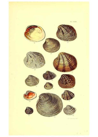 Reproducción/Reproduction 49491927876: Thesaurus conchyliorum, or, Monographs of genera of shells. London :Sowerby ...,1847-1887.. 