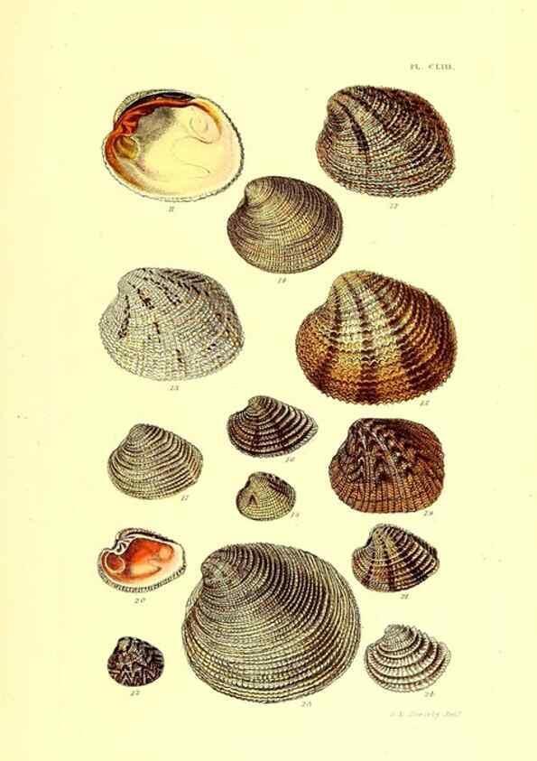 Reproducción/Reproduction 49491927876: Thesaurus conchyliorum, or, Monographs of genera of shells. London :Sowerby ...,1847-1887.. 