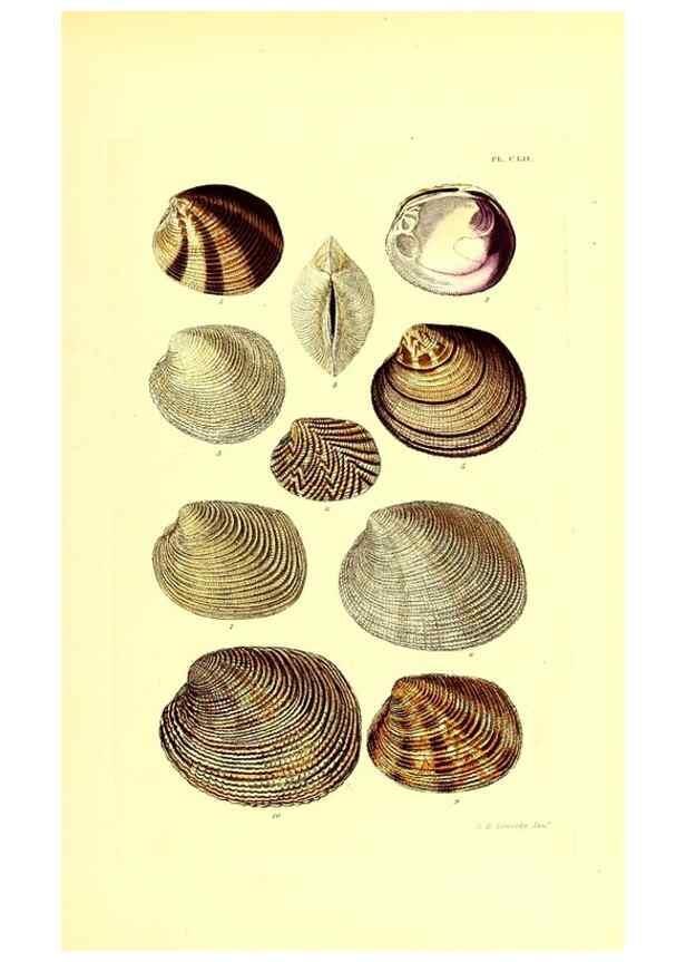 Reproducción/Reproduction 49491927586: Thesaurus conchyliorum, or, Monographs of genera of shells. London :Sowerby ...,1847-1887.. 