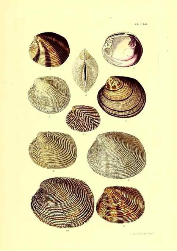 Reproducción/Reproduction 49491927586: Thesaurus conchyliorum, or, Monographs of genera of shells. London :Sowerby ...,1847-1887.. 