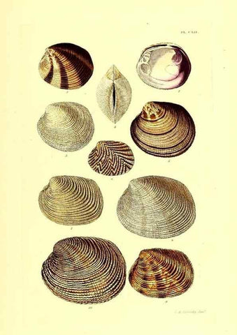 Reproducción/Reproduction 49491927586: Thesaurus conchyliorum, or, Monographs of genera of shells. London :Sowerby ...,1847-1887.. 