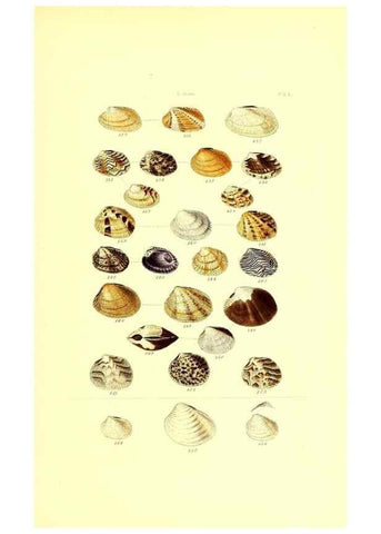 Reproducción/Reproduction 49491426188: Thesaurus conchyliorum, or, Monographs of genera of shells. London :Sowerby ...,1847-1887.. 