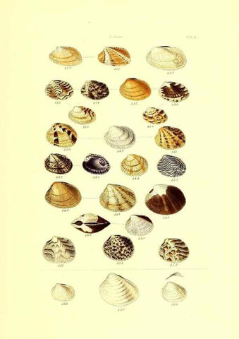 Reproducción/Reproduction 49491426188: Thesaurus conchyliorum, or, Monographs of genera of shells. London :Sowerby ...,1847-1887.. 