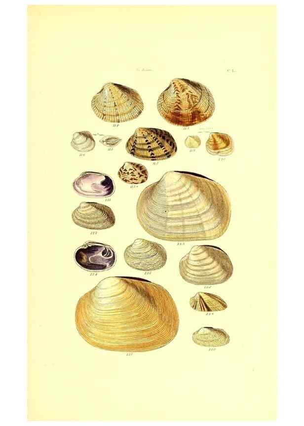 Reproducción/Reproduction 49491425958: Thesaurus conchyliorum, or, Monographs of genera of shells. London :Sowerby ...,1847-1887.. 
