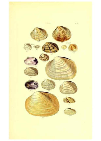 Reproducción/Reproduction 49491425958: Thesaurus conchyliorum, or, Monographs of genera of shells. London :Sowerby ...,1847-1887.. 
