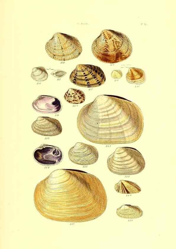 Reproducción/Reproduction 49491425958: Thesaurus conchyliorum, or, Monographs of genera of shells. London :Sowerby ...,1847-1887.. 