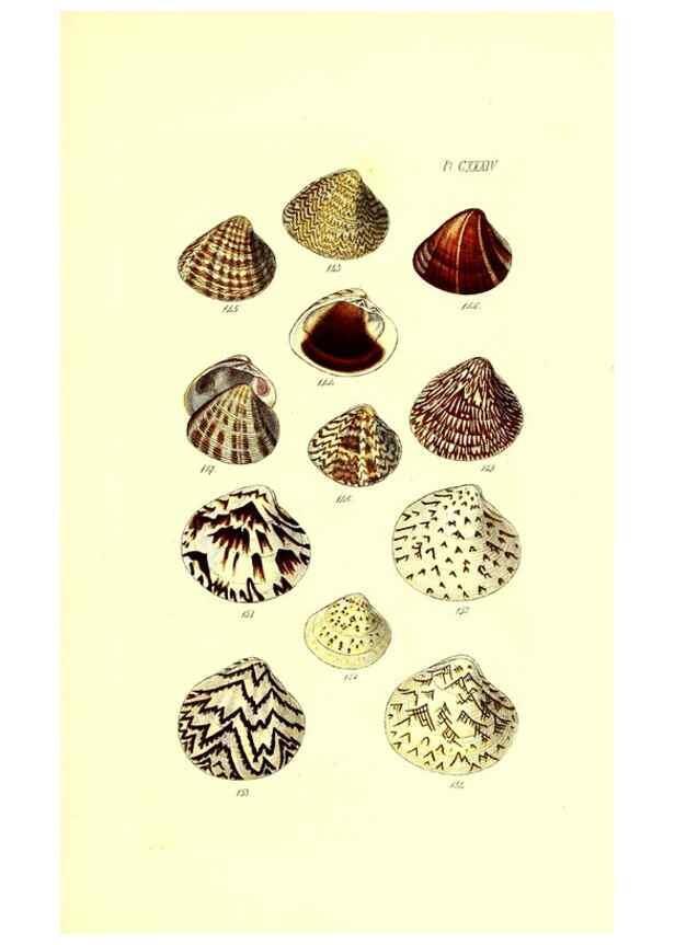 Reproducción/Reproduction 49491420738: Thesaurus conchyliorum, or, Monographs of genera of shells. London :Sowerby ...,1847-1887.. 