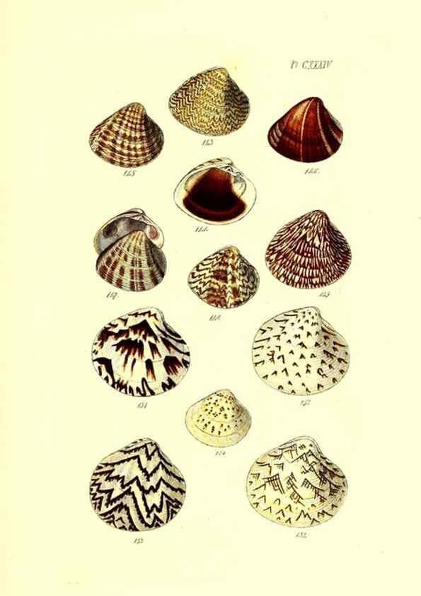 Reproducción/Reproduction 49491420738: Thesaurus conchyliorum, or, Monographs of genera of shells. London :Sowerby ...,1847-1887.. 