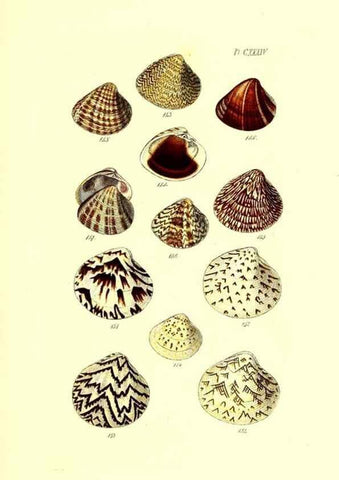 Reproducción/Reproduction 49491420738: Thesaurus conchyliorum, or, Monographs of genera of shells. London :Sowerby ...,1847-1887.. 