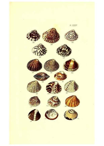 Reproducción/Reproduction 49491420953: Thesaurus conchyliorum, or, Monographs of genera of shells. London :Sowerby ...,1847-1887.. 