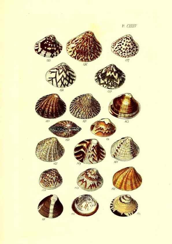 Reproducción/Reproduction 49491420953: Thesaurus conchyliorum, or, Monographs of genera of shells. London :Sowerby ...,1847-1887.. 