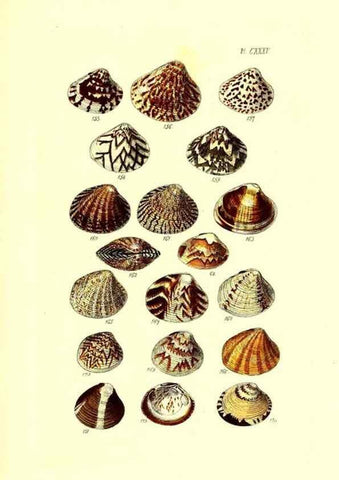 Reproducción/Reproduction 49491420953: Thesaurus conchyliorum, or, Monographs of genera of shells. London :Sowerby ...,1847-1887.. 